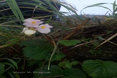 Begonia phrixophylla